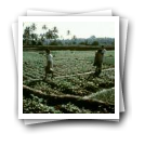 Preparação do terreno para a sementeira do arroz